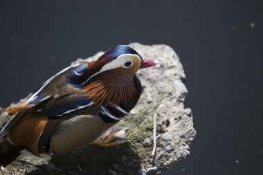 Mandarin ördeği (Aix galericulata)