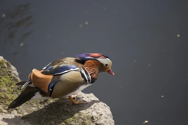 Mandarin Duck (Aix galericulata) — Stock Photo, Image