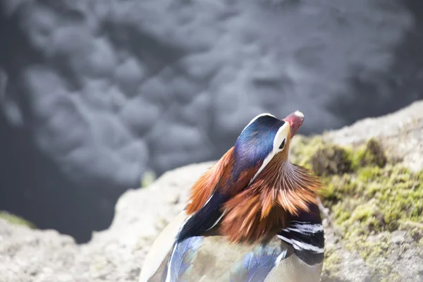 Mandarin kacsa (Aix galericulata)) — Stock Fotó