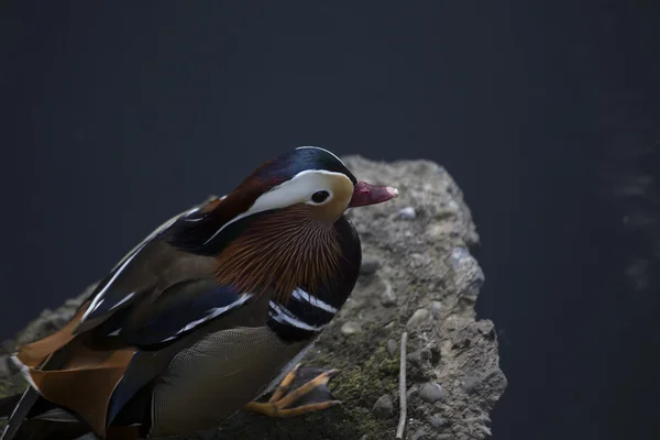 北京ダック(Aix galericulata)) — ストック写真