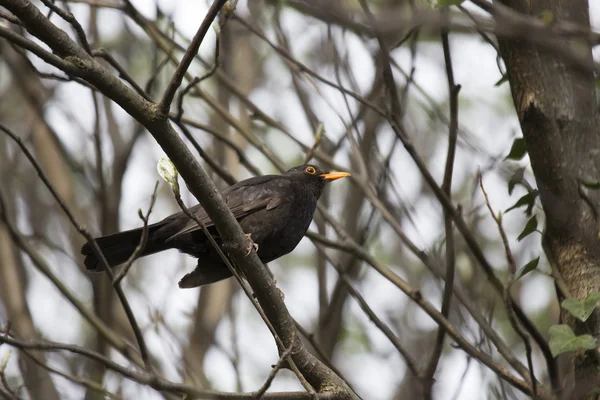 Anatra mandarina (Aix galericulata) — Foto Stock