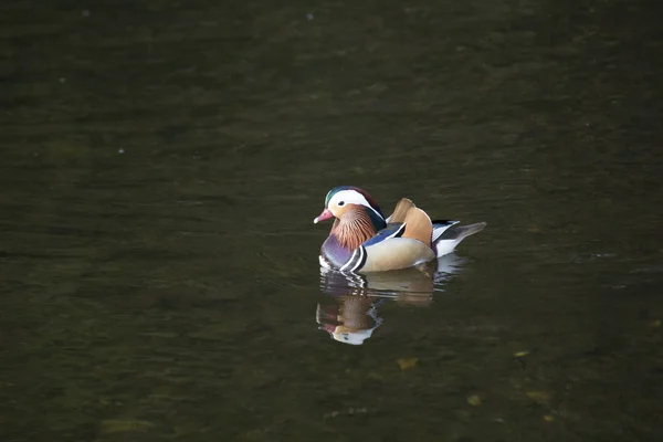 Pato mandarim (Aix galericulata) — Fotografia de Stock