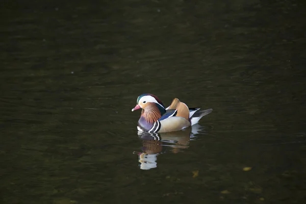 Pato mandarim (Aix galericulata) — Fotografia de Stock