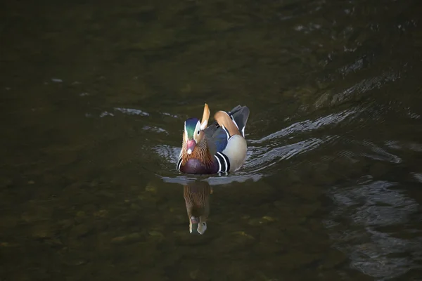 Pato mandarim (Aix galericulata) — Fotografia de Stock