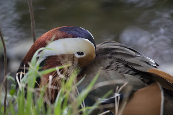 Pato mandarín (Aix galericulata) — Foto de Stock