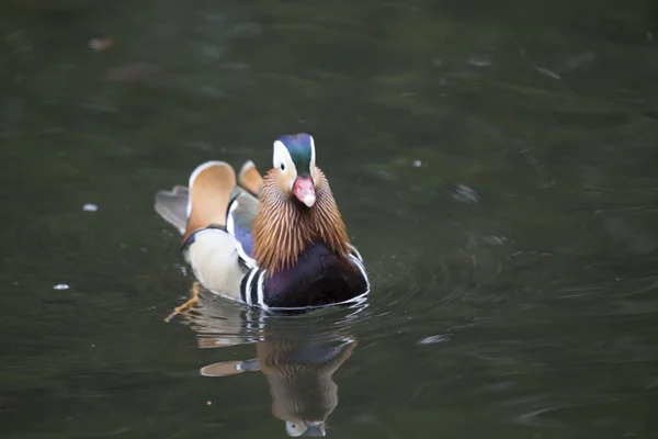 Mandarin Duck (Aix galericulata) — Stock Photo, Image