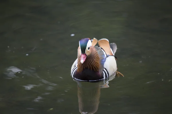 Pato mandarim (Aix galericulata) — Fotografia de Stock