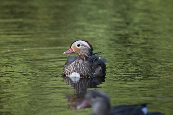 Pato mandarim (Aix galericulata) — Fotografia de Stock