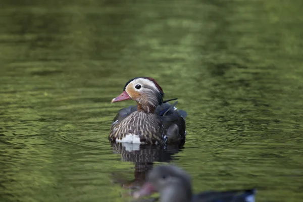 Mandarin duck (Aix galericulata).) — стокове фото