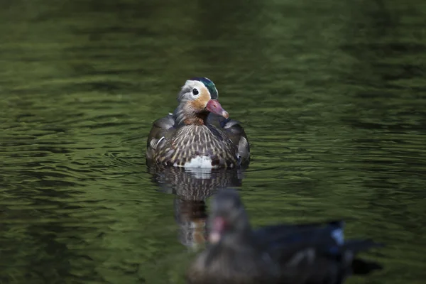 Pato mandarim (Aix galericulata) — Fotografia de Stock