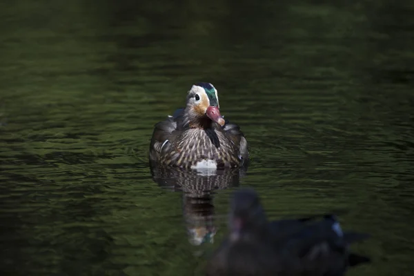 Mandarin duck (Aix galericulata).) — стокове фото