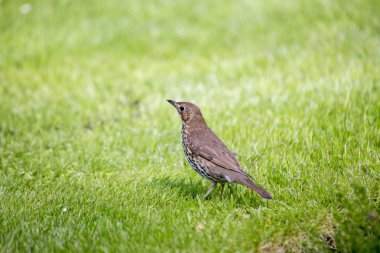 Ökse ardıç (turdus viscivorus)