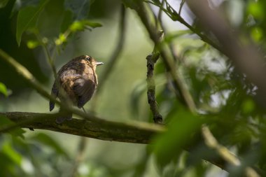 Robin kırmızı meme (Erithacus rubecula)