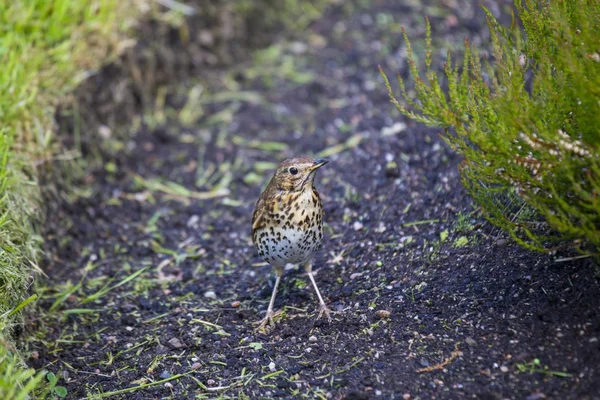 Grive sifflante (Turdus Viscivorus ) — Photo