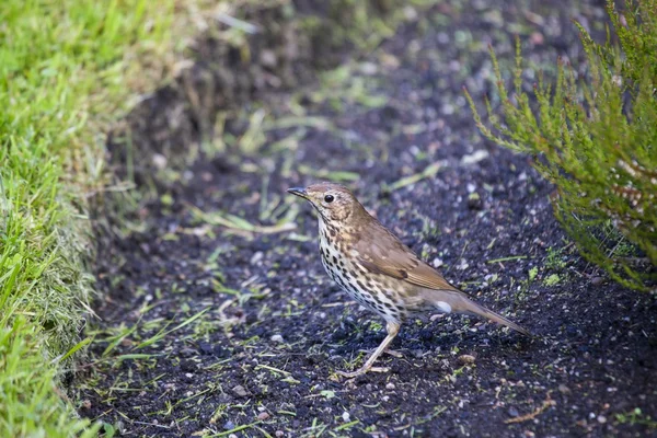 Grive sifflante (Turdus Viscivorus ) — Photo