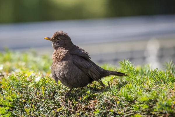 Blåsfåglar (Turdus merula)) — Stockfoto