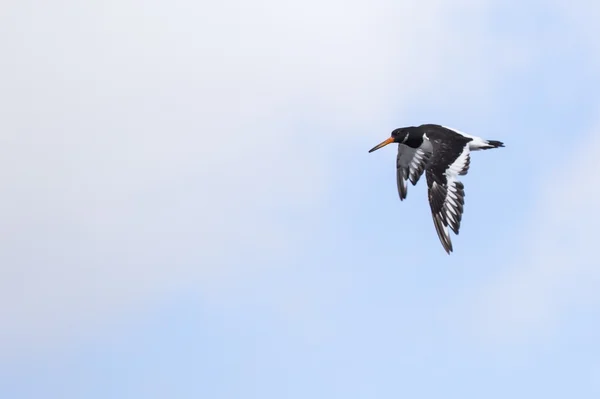 欧亚牡蛎(Haematopus ostralegus)) — 图库照片