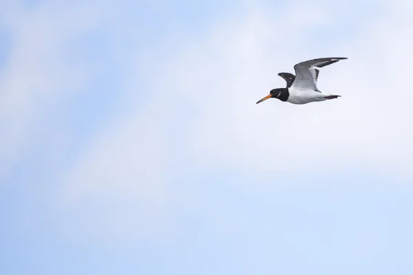 Eurasischer Austernfischer (Haematopus ostralegus)) — Stockfoto