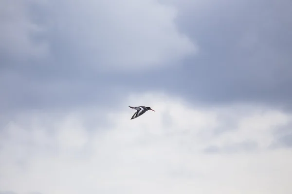 Captador de ostras euroasiático (Haematopus ostralegus) — Foto de Stock