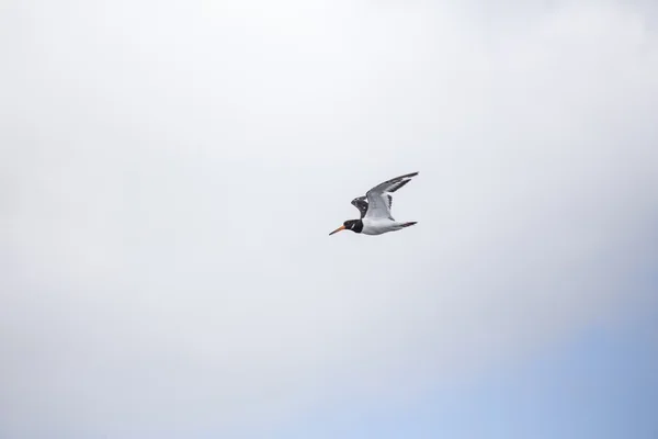 欧亚牡蛎(Haematopus ostralegus)) — 图库照片