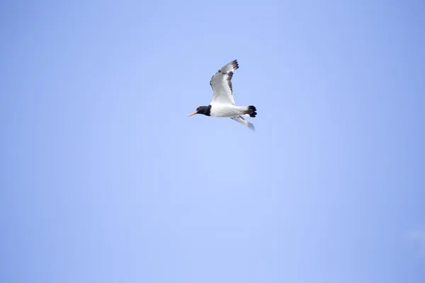 Captador de ostras euroasiático (Haematopus ostralegus) — Foto de Stock