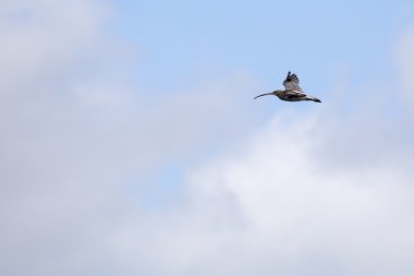 Avrasya Curlew (Numenius arquata)