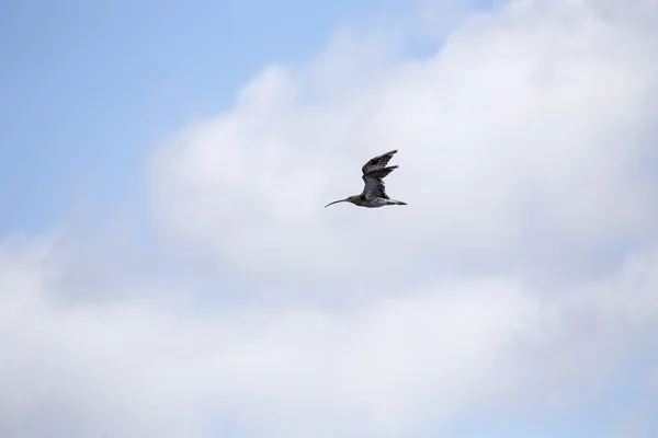 Avrasya Curlew (Numenius arquata) — Stok fotoğraf