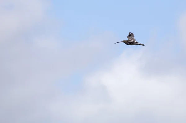 Curlew Eurasia (Numenius arquata) — Stok Foto