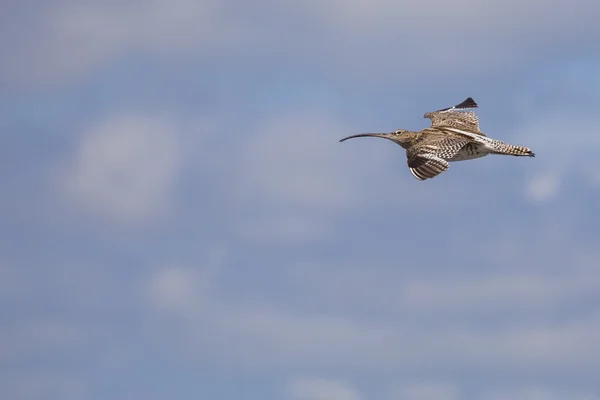 Euraziatische wulp (Numenius arquata)) — Stockfoto