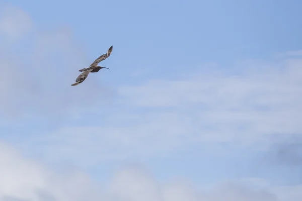 Avrasya Curlew (Numenius arquata) — Stok fotoğraf