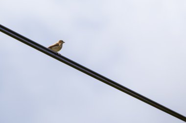 Genel Linnet (Carduelis cannabina)