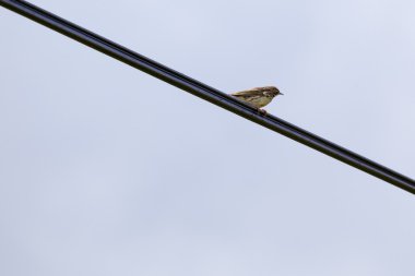 Çayır incir kuşu (Anthus pratensis)