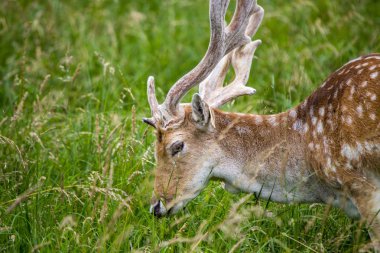 Alageyik (Dama dama) - Phoenix Park, Dublin, İrlanda