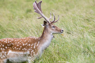 Alageyik (Dama dama) - Phoenix Park, Dublin, İrlanda