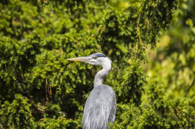 Gri Heron (Ardea cinerea)