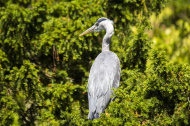 Gri Heron (Ardea cinerea)