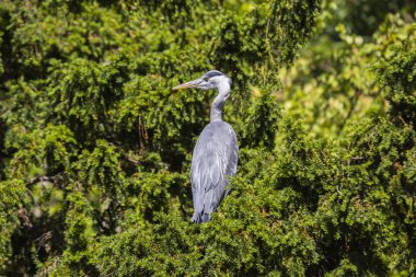 Gri Heron (Ardea cinerea)