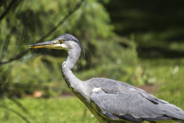 Gri Heron (Ardea cinerea)