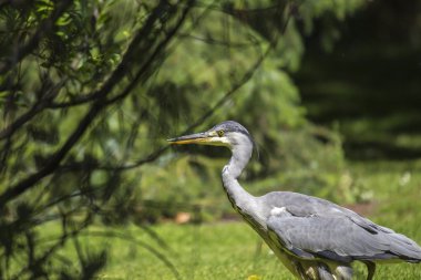 Gri Heron (Ardea cinerea)