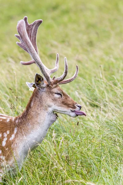 Alageyik (Dama dama) - Phoenix Park, Dublin, İrlanda