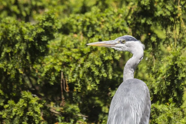 グレイ・ヘロン（Ardea cinerea）) — ストック写真