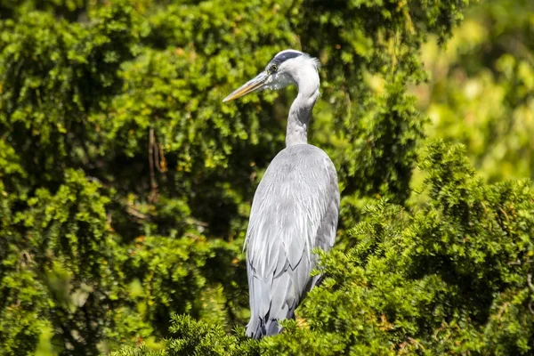 Garza gris (Ardea cinerea) — Foto de Stock