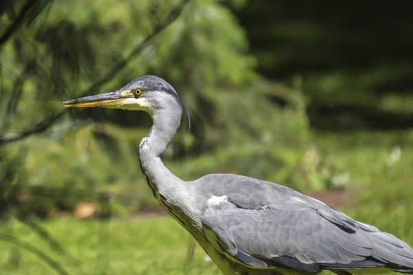 Garza gris (Ardea cinerea) — Foto de Stock