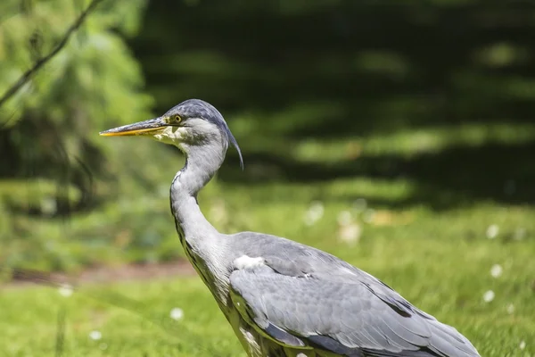 Garza gris (Ardea cinerea) — Foto de Stock