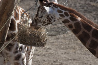 Zürafa (zürafa zürafa)