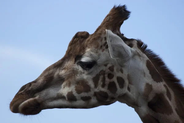 Giraffe (Giraffa camelopardalis) — Stock Photo, Image