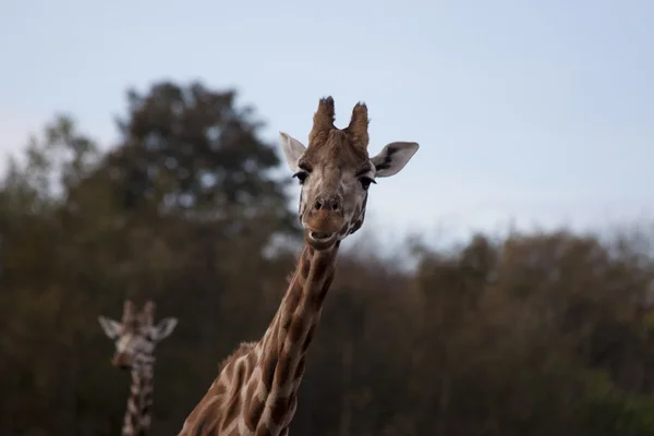 Jirafa (Giraffa camelopardalis ) —  Fotos de Stock