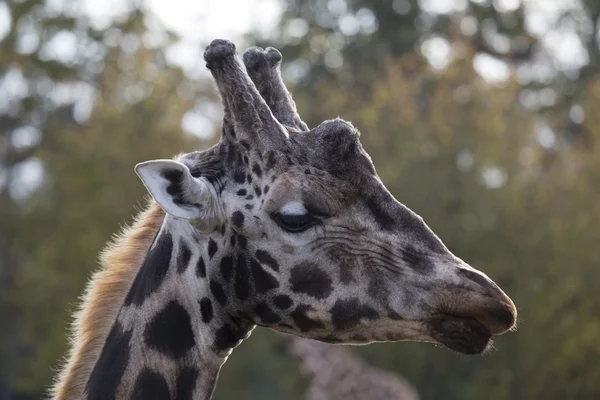 Giraffe (giraffa camelopardalis) — Stockfoto