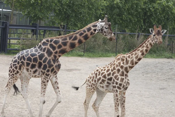 Zsiráf (giraffa camelopardalis) — Stock Fotó