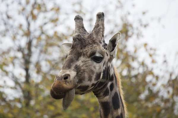 Giraffe (Giraffa camelopardalis) — Stock Photo, Image